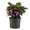 EG 1G Azalea Evergreen Shrub, Size: 2.5 qt, Pink