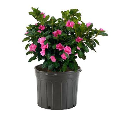 EG 1G Azalea Evergreen Shrub, Size: 2.5 qt, Pink