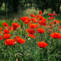 Outsidepride Poppy Red Seed - 1 lb