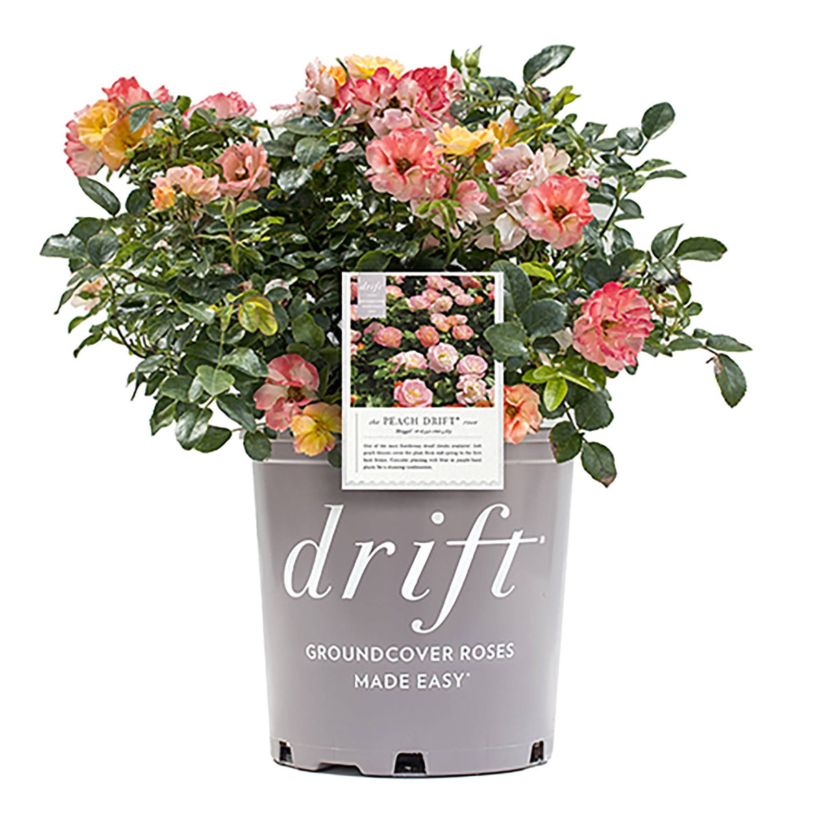 Drift Peach Rose, 2 Gal