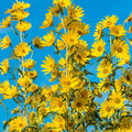 Helianthus Maximillian Sunflower, Live Bareroot Perennial Plant, Yellow Flowering (6-pack)