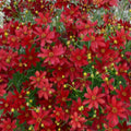 Hot Paprika Coreopsis Dormant Bare Root Flowering Perennial Plant Grown in A 2 in. Pot (1-Pack)