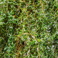 5-6 ft. - Corkscrew Willow Tree - A Willow with A Different Twist