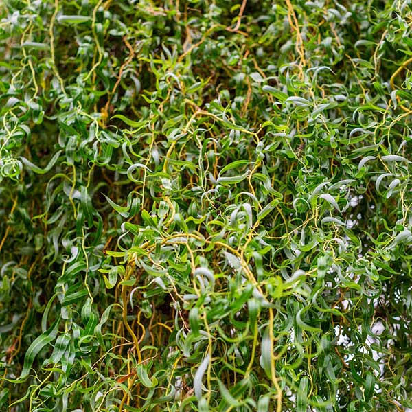 5-6 ft. - Corkscrew Willow Tree - A Willow with A Different Twist