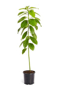 Brighter Blooms - Cold Hardy Avocado Tree, 2-3 ft. - No Shipping to AZ and or