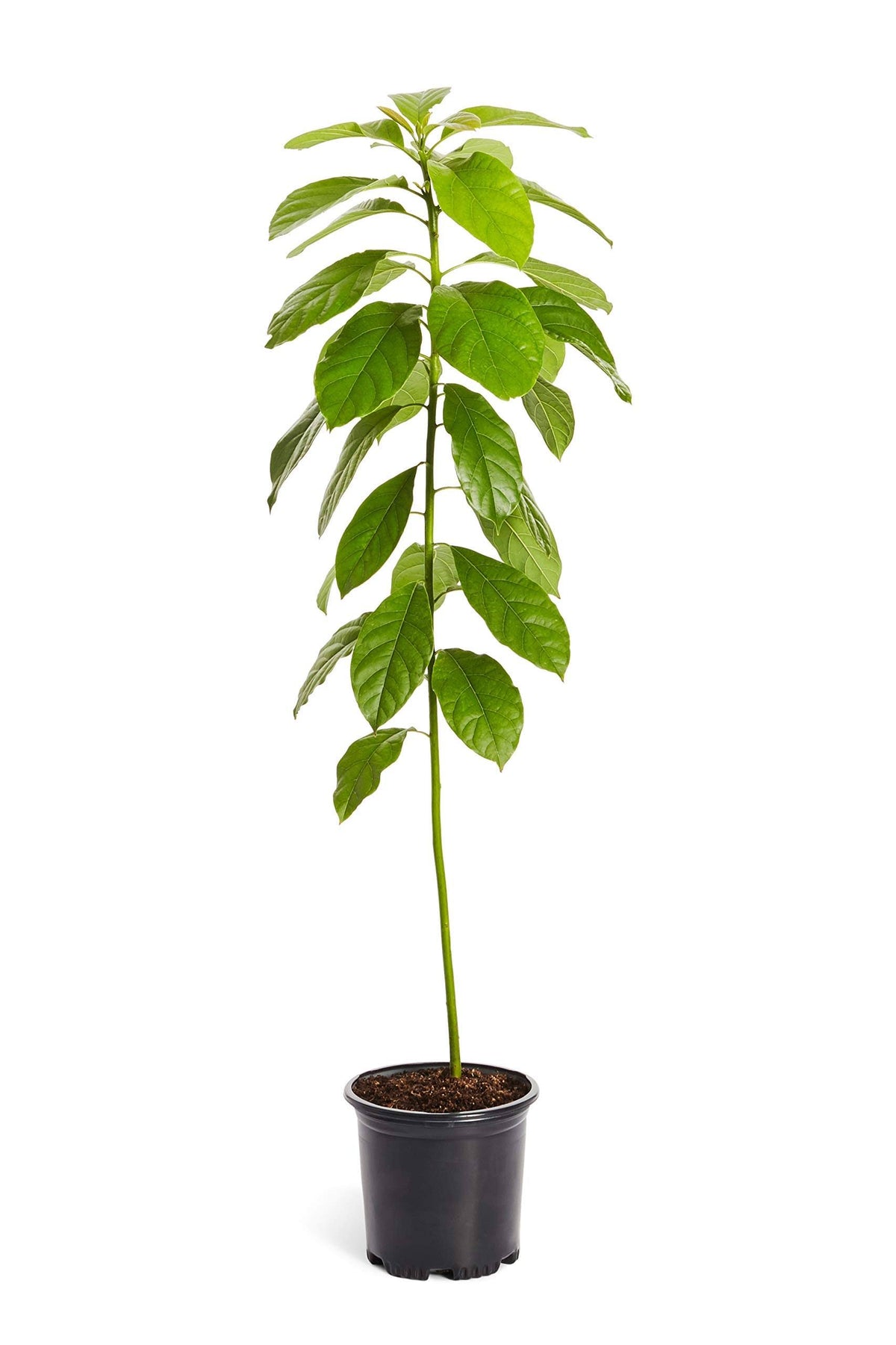 Brighter Blooms - Cold Hardy Avocado Tree, 2-3 ft. - No Shipping to AZ and or