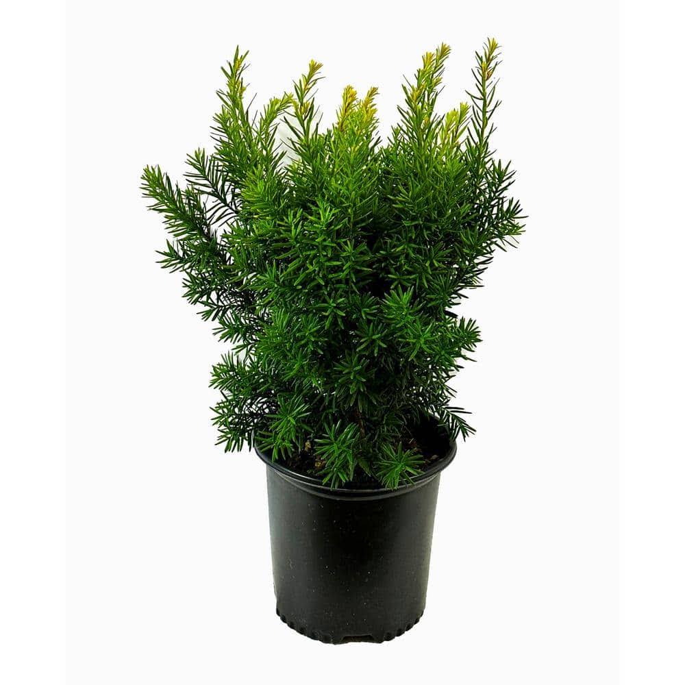 1.5 gal. Dense Spreading Yew (Taxus) Live Shrub