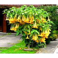 Yellow Trumpetbush Seeds - 20+ Seeds to Grow - Rare and Exotic Trumpet Bush Seeds