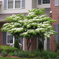 Brighter Blooms - White Kousa Dogwood, 4-5 ft. - No Shipping to Az,fl