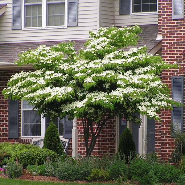Brighter Blooms - White Kousa Dogwood, 4-5 ft. - No Shipping to Az,fl