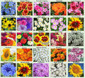 Apexmode 25 Heirloom Flower Seed Packets Including 20+ Varieties Flower Seeds - Forget Me Not Sunflower Marigold Zinnia Lilliput Snapdragon Hummingbir