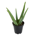 3.5in Aloe Vera Live Plant Altman Specialty Plants