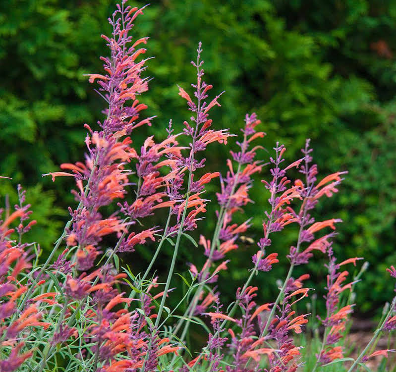 Breck's Orange Apache Hummingbird Mint Dormant Perennial in 1-Pack Bareroot | 77067