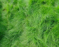 Creeping Red Fescue Lawn Grass Seeds 1