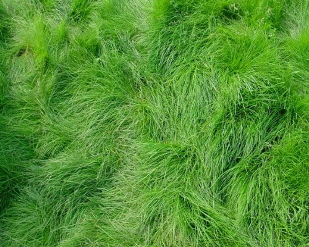 Creeping Red Fescue Lawn Grass Seeds 1