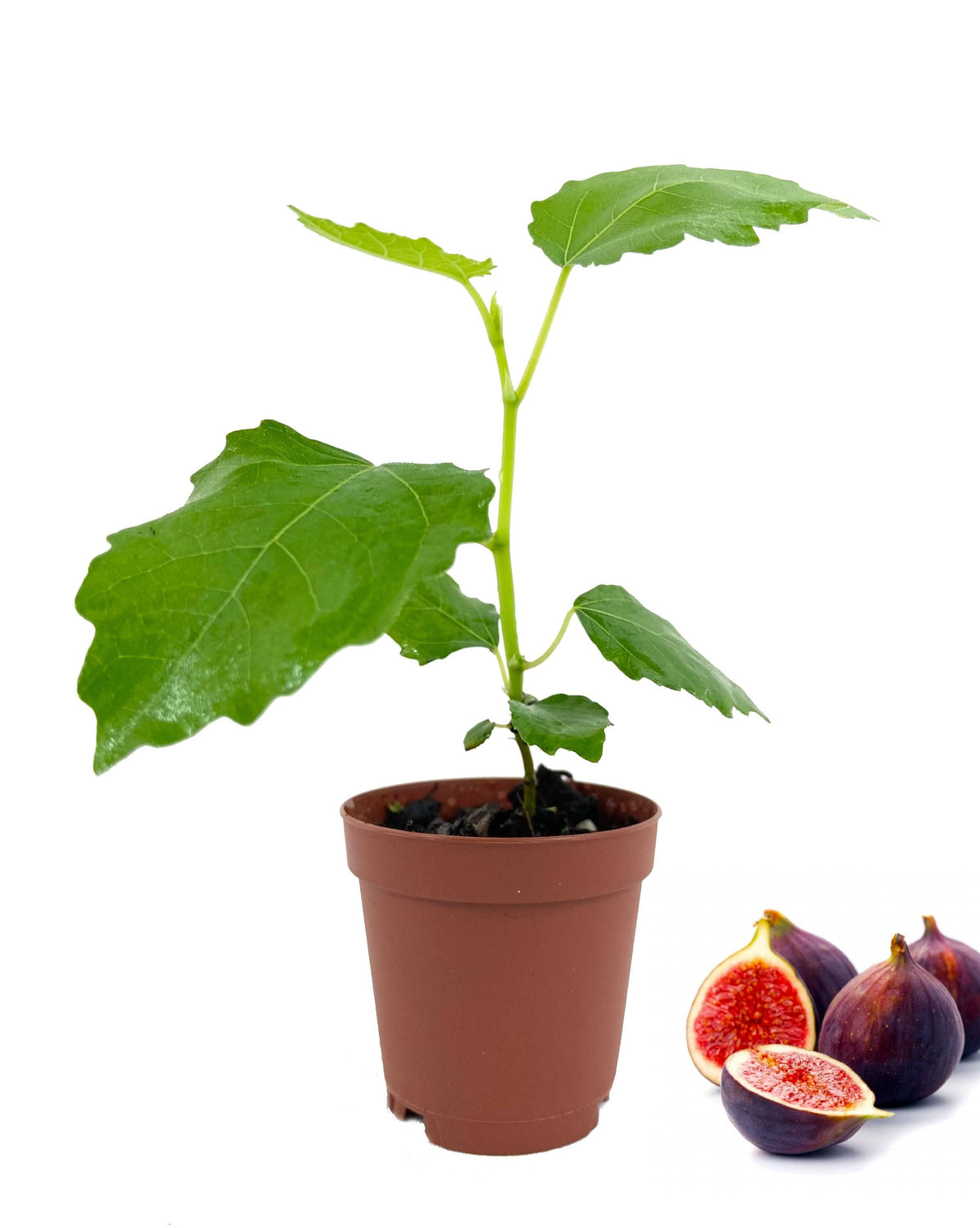 Fig Tree - Live Plant in A 2 inch Pot - Ficus Carica - Edible Fruit Tree for The Patio and Garden LSU Gold
