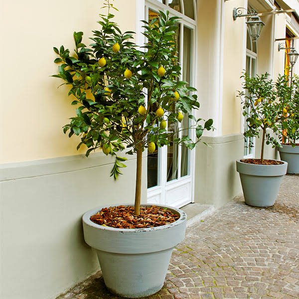 1-2 ft - Meyer Lemon Tree - Grow Lemons Anywhere in The Country, Outdoor Plant