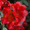Encore Azalea 3 gal. Autumn Fire Shrub with True Red Reblooming Flowers