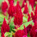 Outsidepride Celosia Seeds - Scarlet - 500 Seeds